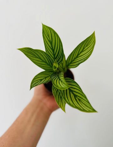 Calathea 'Vitatta' - 3