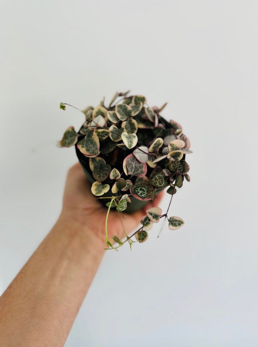 Variegated String of Hearts - Ceropegia Woodii 'Variegated' - 4