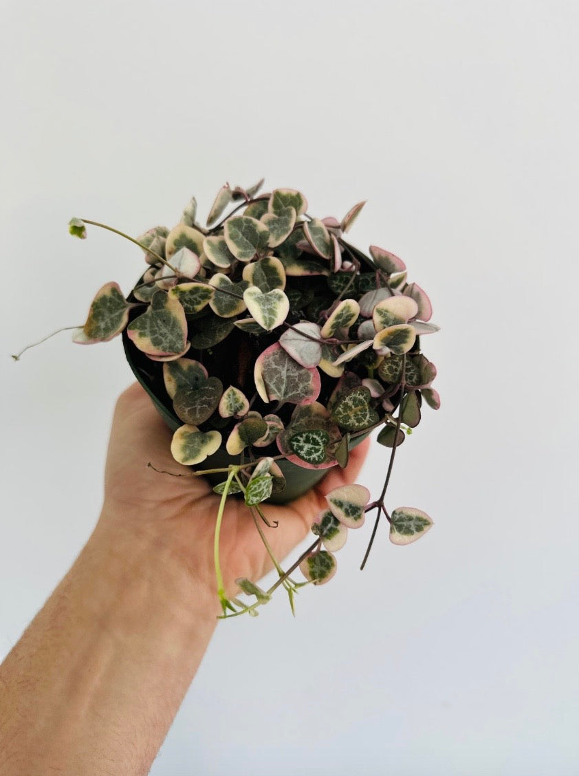 Variegated String of Hearts - Ceropegia Woodii 'Variegated' - 4