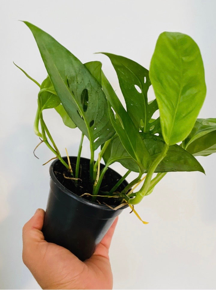 Monstera Adansonii 'Narrow Form' - Swiss Cheese Plant - 4