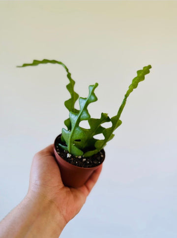 Fishbone Cactus - Epiphyllum Anguliger - 3