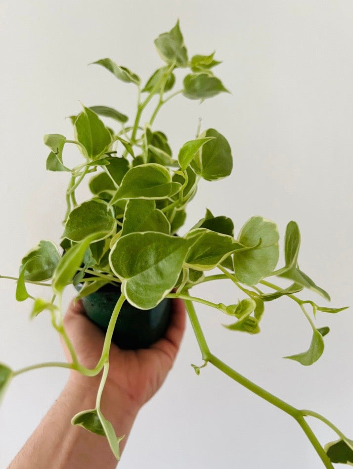 Peperomia Cupid 'Variegated' - 4