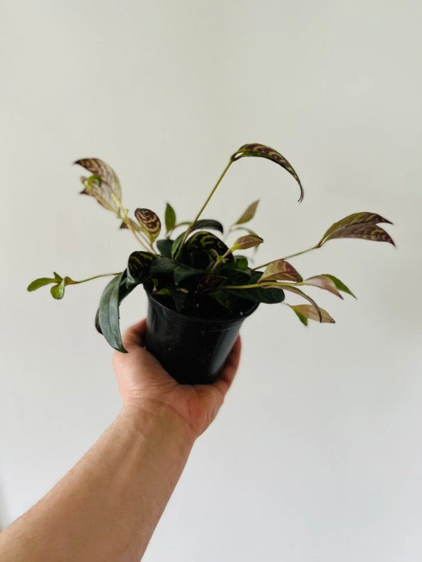 Zebra Vine - Lipstick Plant - 4