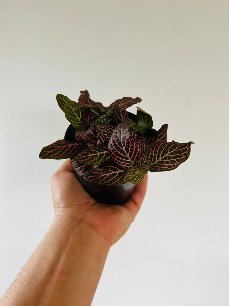 Fittonia Blood Red - 4