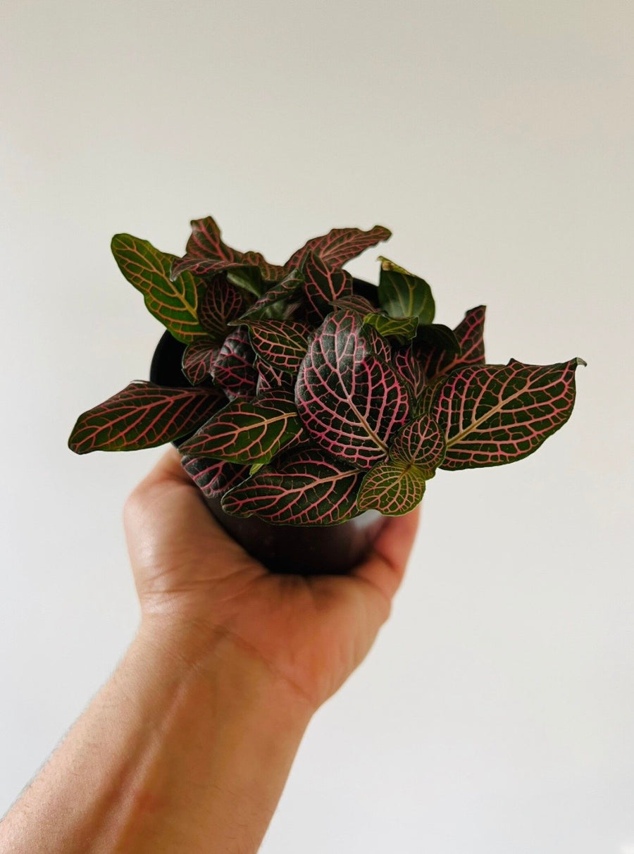 Fittonia Blood Red - 4