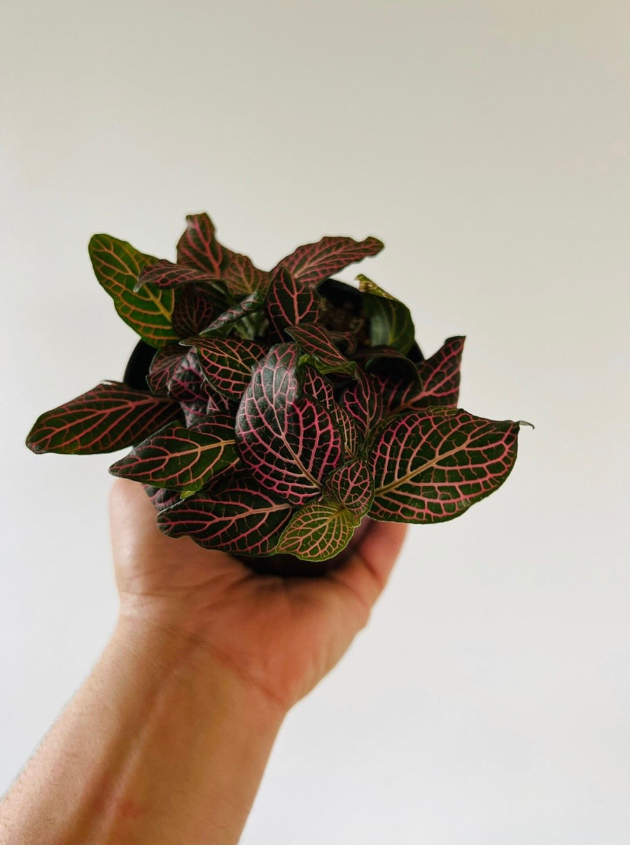 Fittonia Blood Red - 4