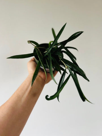 Hoya Shepardii - 4