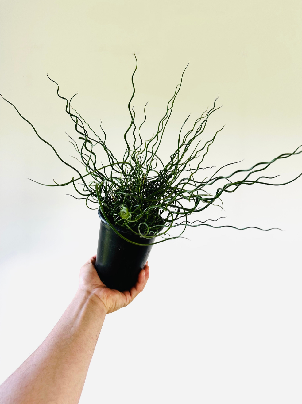 Corkscrew Bush - 6