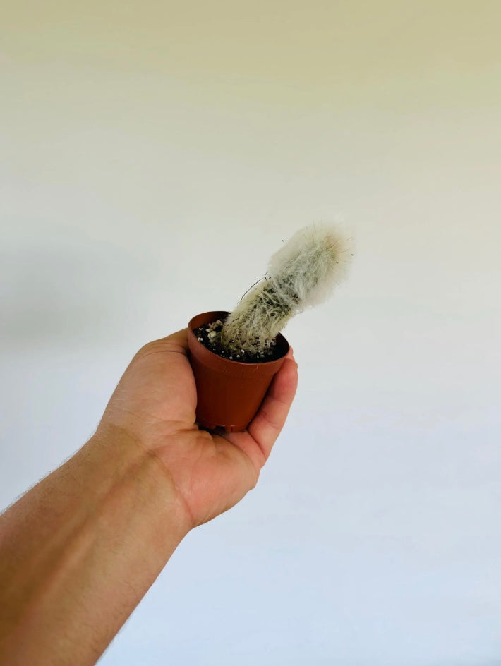 Hairy Penis Cactus - 2