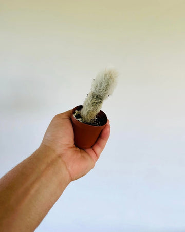 Hairy Penis Cactus - 2