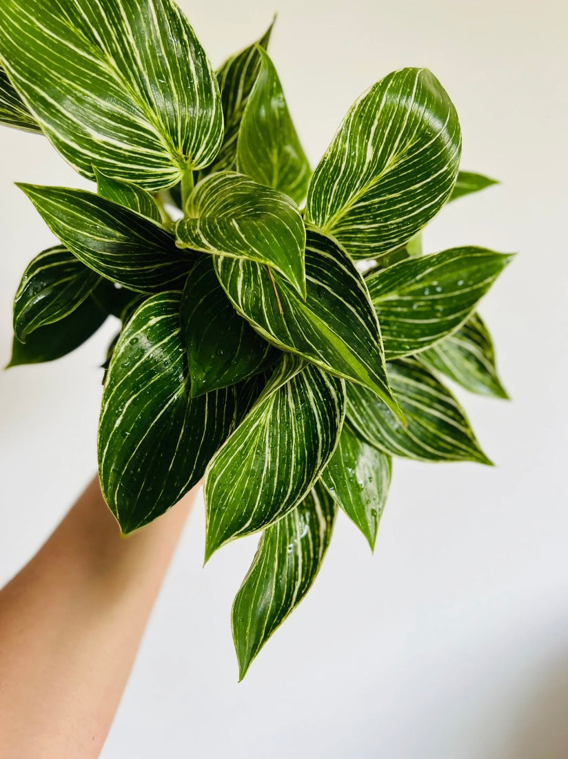 Philodendron White Measure - 6