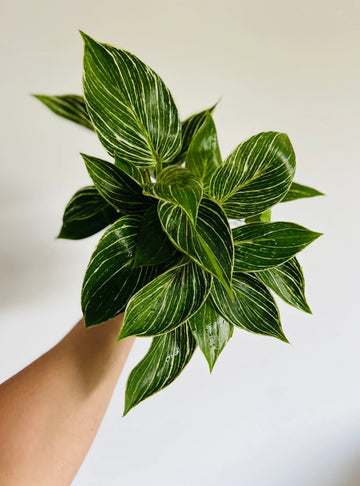 Philodendron White Measure - 6