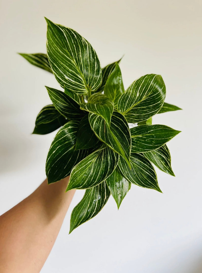 Philodendron White Measure - 6