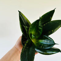 silver flame snake plant Sansevieria Silver Flame