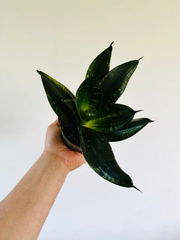 Sansevieria Silver Flame - 4