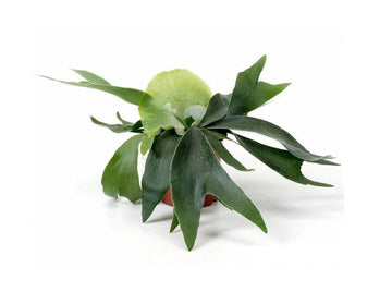 Staghorn Fern - Platycerium bifurcatum 'Netherlands' - 4