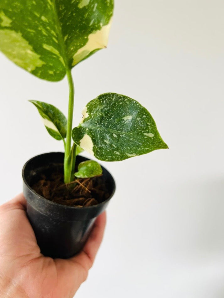 Monstera Thai Constellation - High Variegation -  3