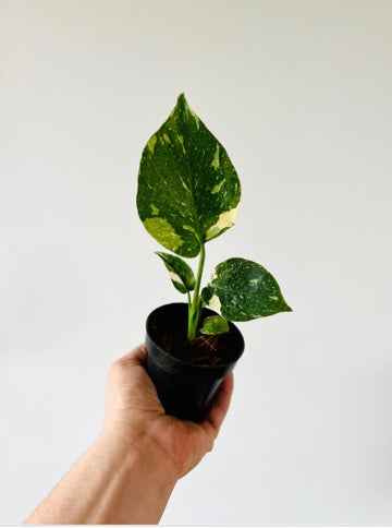 Monstera Thai Constellation - High Variegation -  3