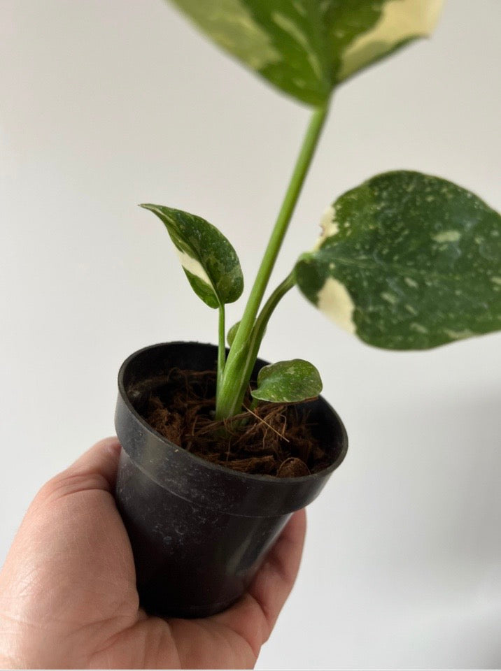 Monstera Thai Constellation - High Variegation -  3
