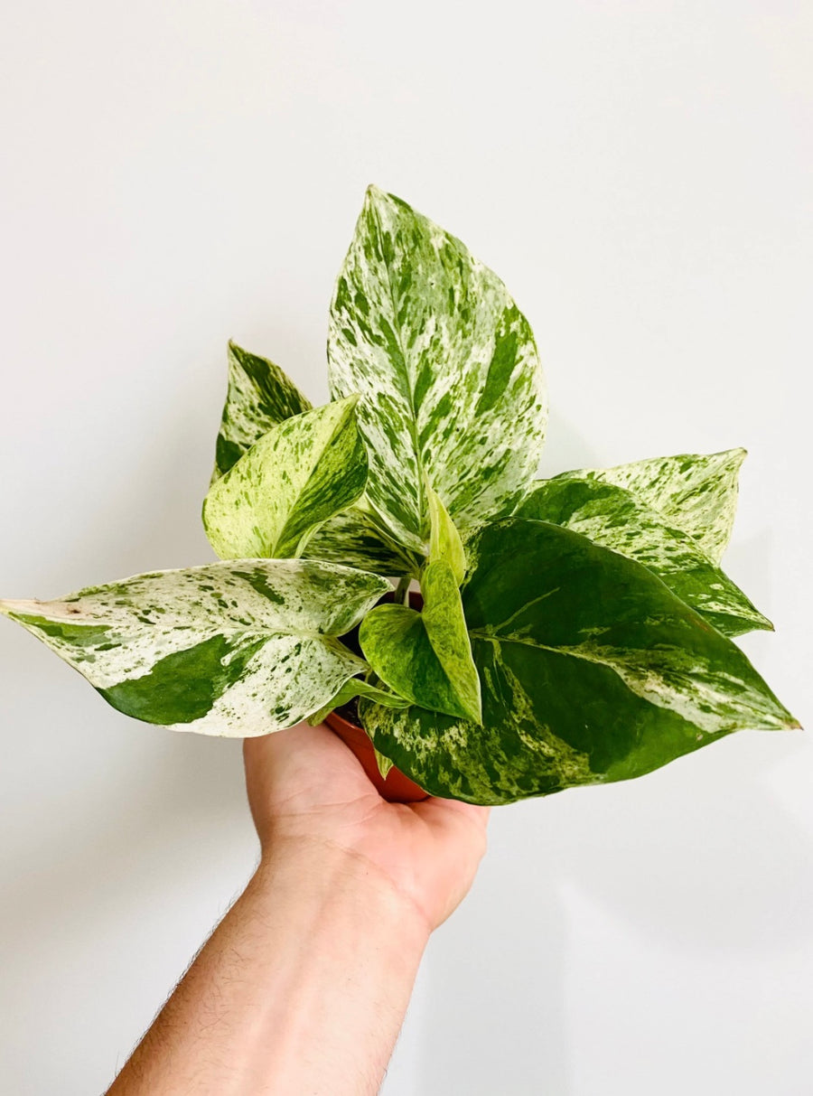 Marble Queen Pothos - Epipremnum Aureum 'Marble Queen' - 3