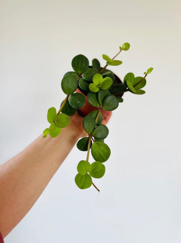 Peperomia Hope - 4