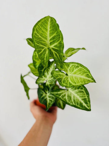 Syngonium White Butterfly - 4