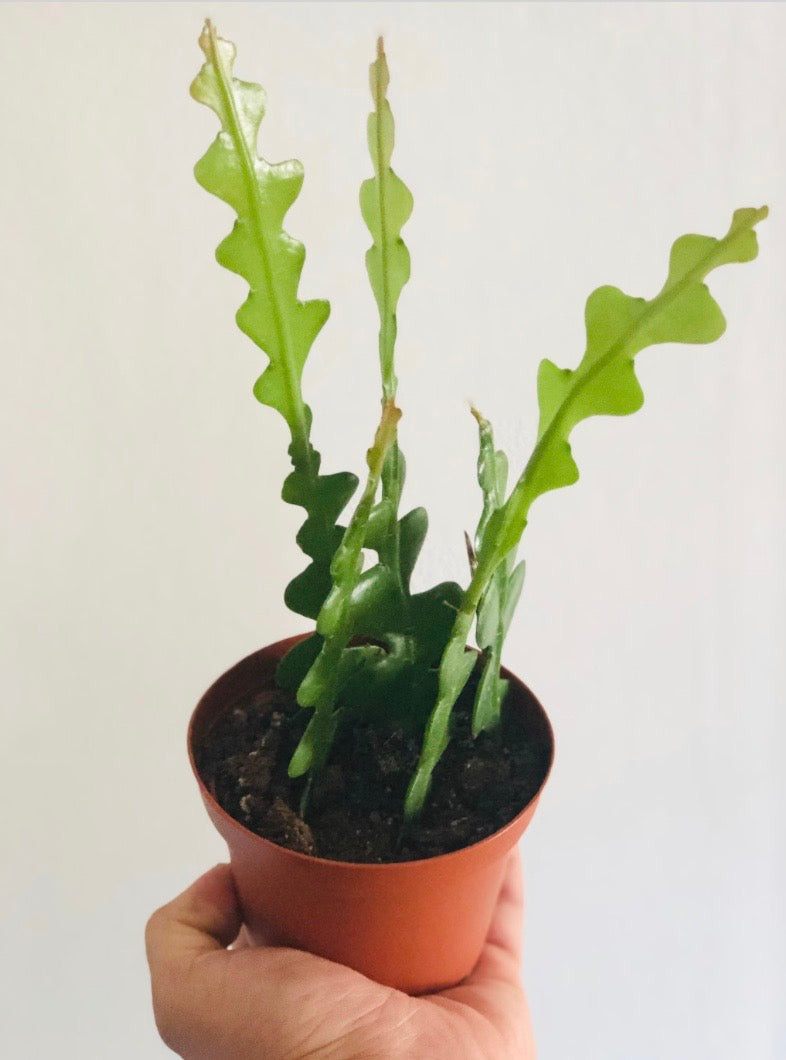 Fishbone Cactus - Epiphyllum Anguliger - 4" Pot – Brumley & Bloom