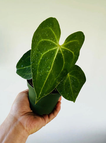 Anthurium Crystallinum x Besseae Aff - 4” Pot