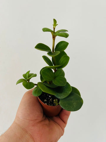 Peperomia Hope - 3