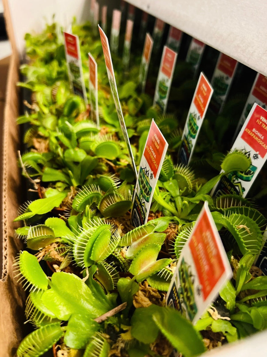 Venus Flytrap - Dionaea Muscipula