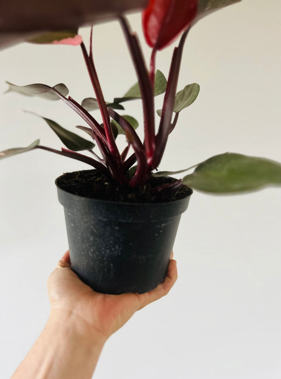 Philodendron Burgundy Princess - 6