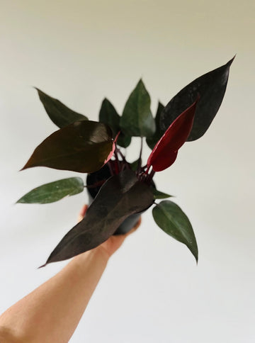 Philodendron Burgundy Princess - 6