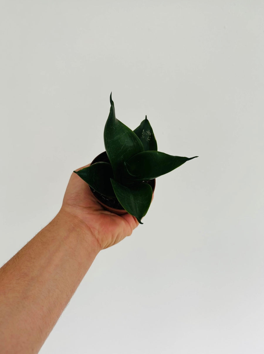 Black Jade Sansevieria - Snake Plant - 3