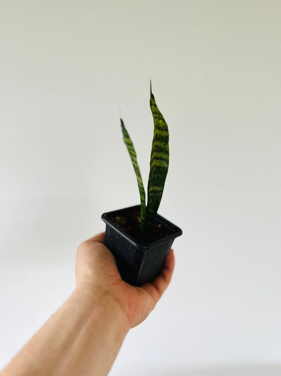Sansevieria Zeylenica - Starter Snake Plant - 3