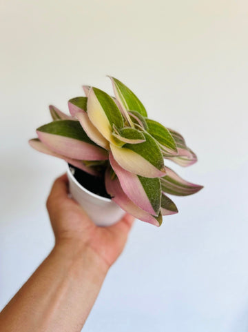 Variegated White Velvet Wandering Dude - Rare Tradescantia - 4