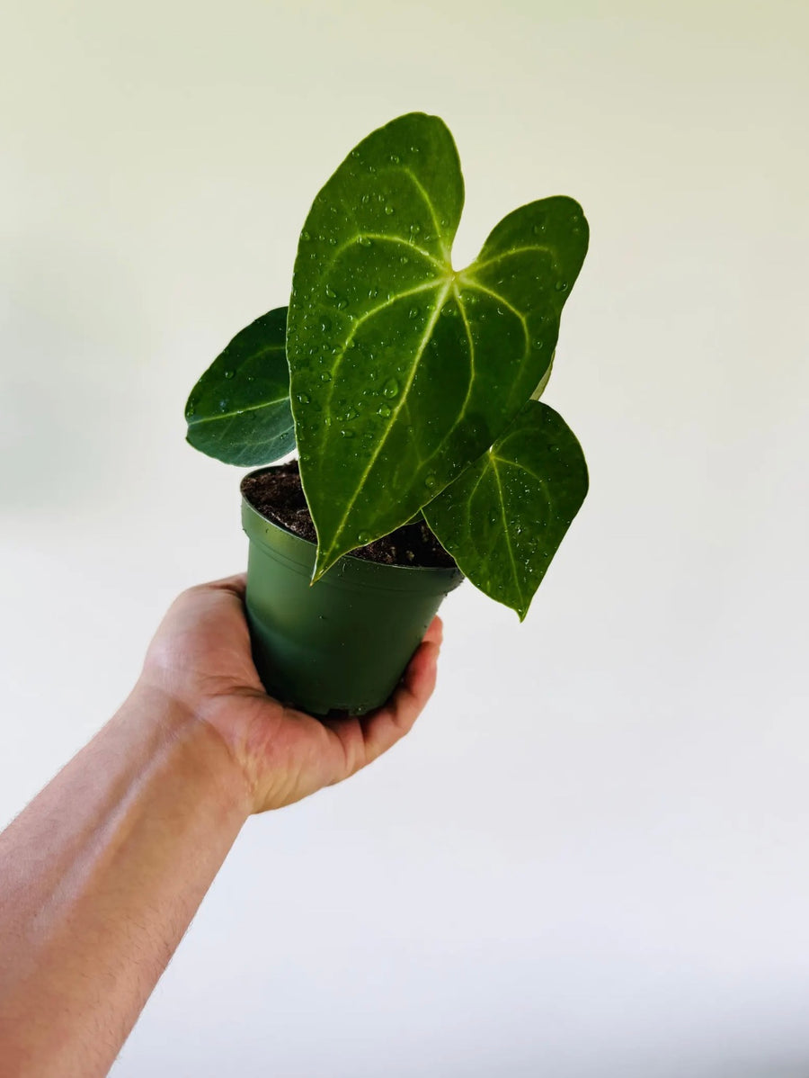 Anthurium Crystallinum x Besseae Aff - 4” Pot