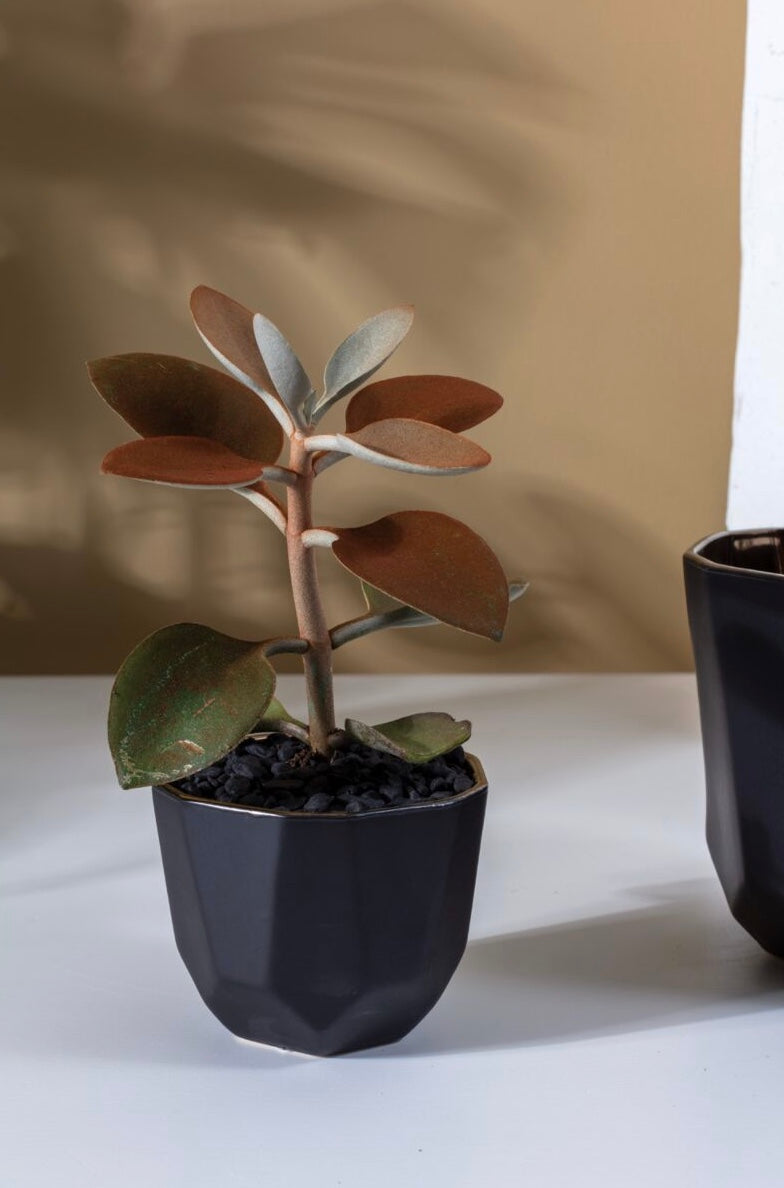 Ebony Planter