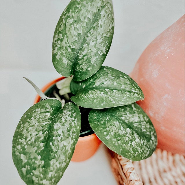 Scindapsus pictus, scindapsus, scindapsus treubii moonlight, silver lady, silver splash, treubii black, scindapsus vs pothos, philodendron vs scindapsus, scindapsus exotica, exotica, scindapsus green, scindapsus jade, scidnapsus, scindapsus argyraeus