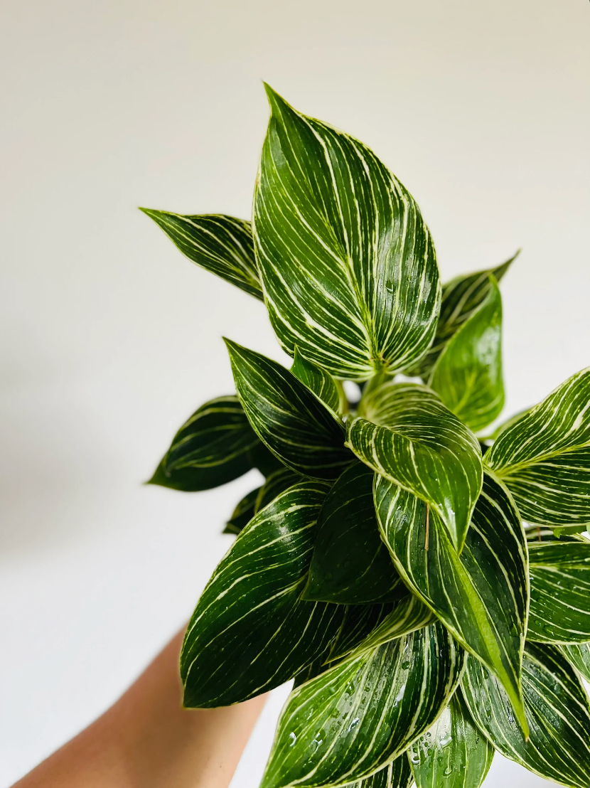 Philodendron White Measure - 6