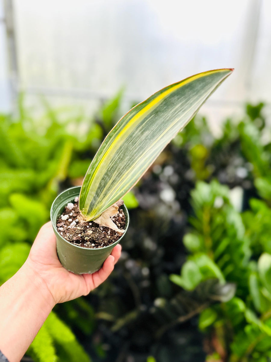 Sansevieria Whalefin Variegated - 4