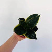 Sansevieria Black Star