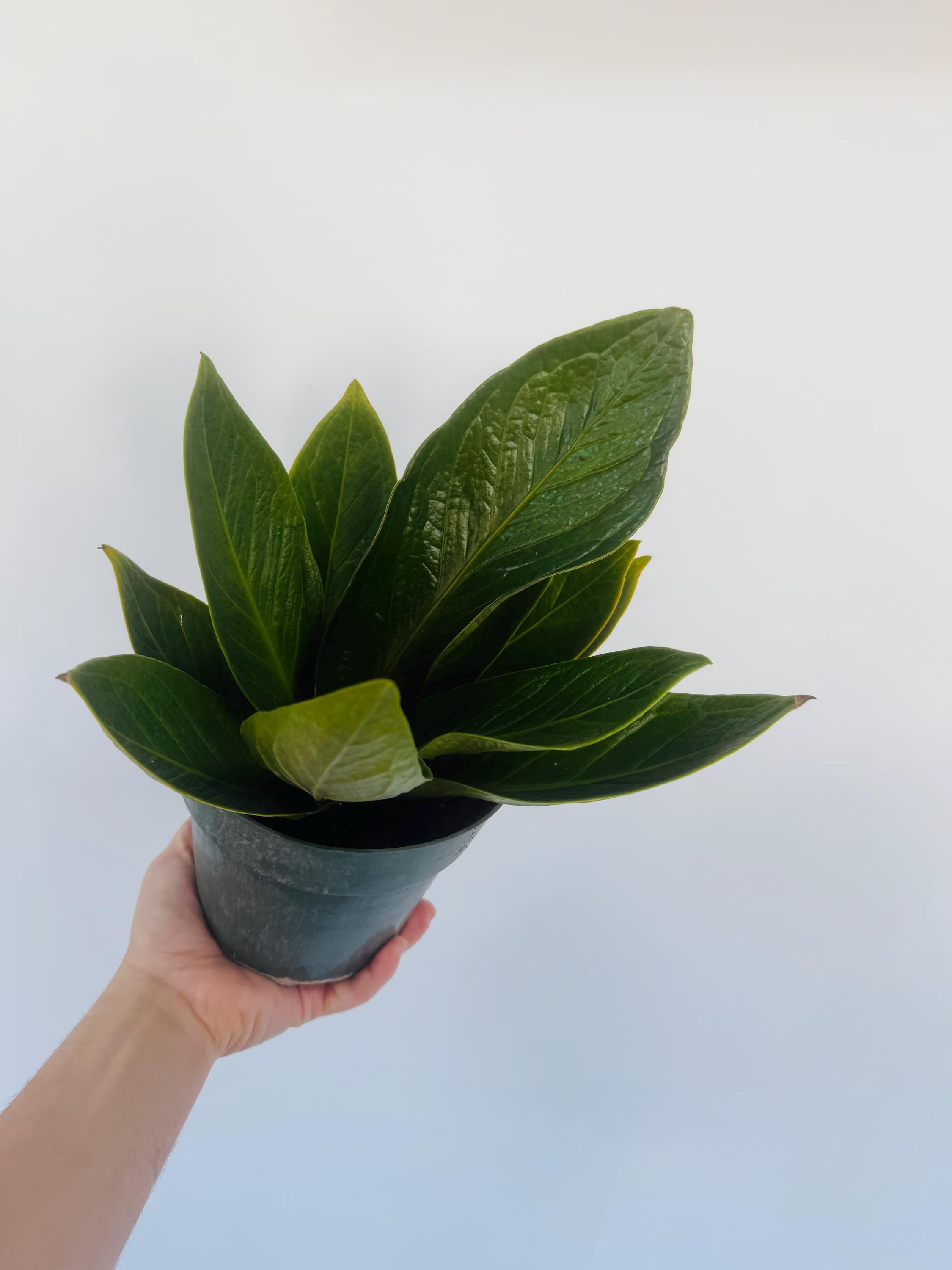 Anthurium Cobra - 6