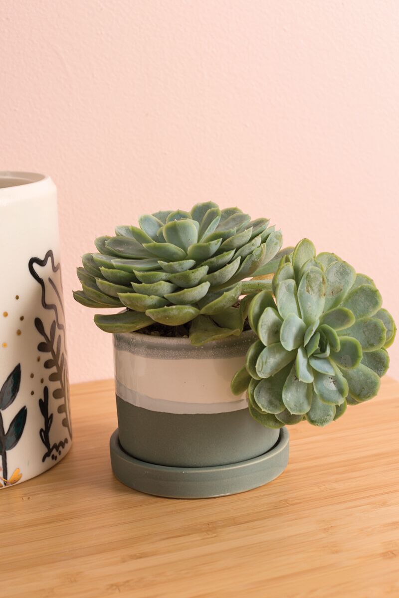Conrad Planter