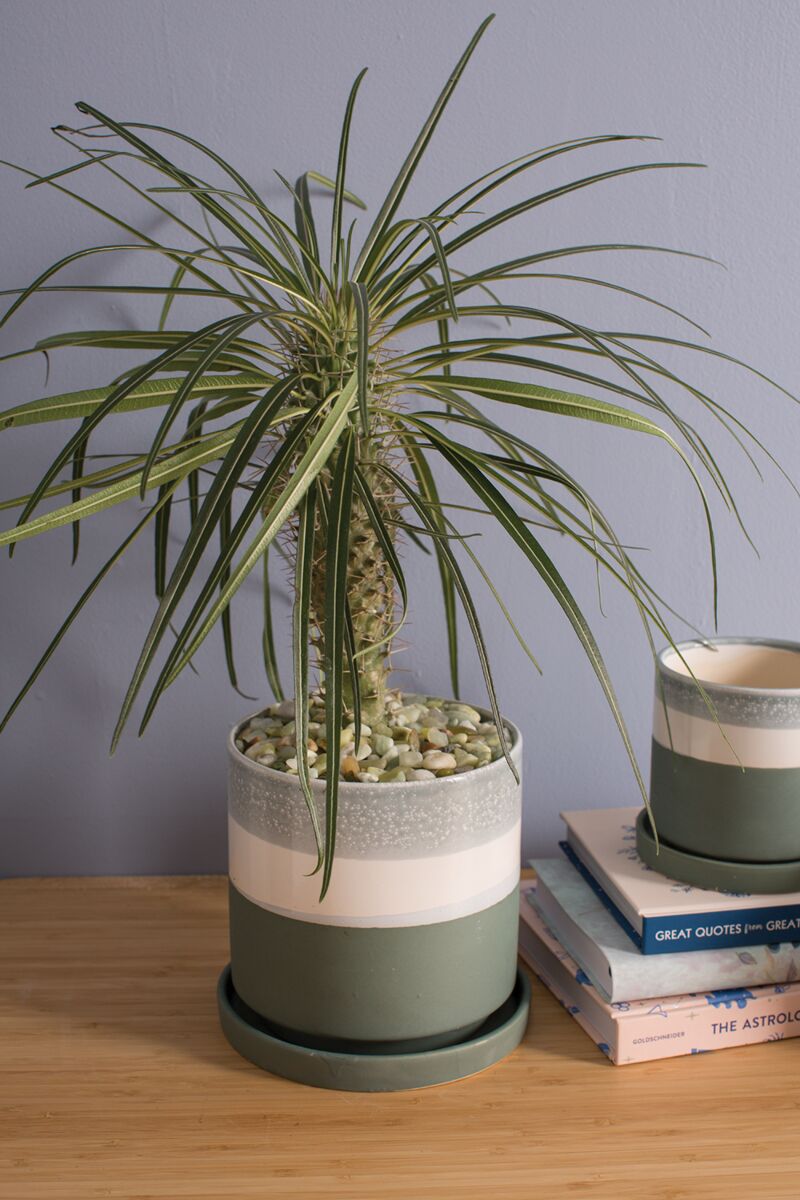 Conrad Planter