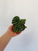Peperomia Dragon Skin - 4" Pot