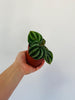 Peperomia Dragon Skin - 4" Pot