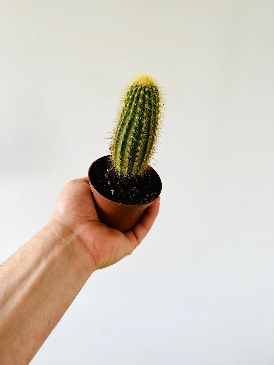 Golden Penis Cactus - 2