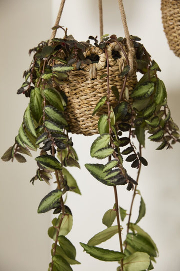 Paloma Hanging Basket