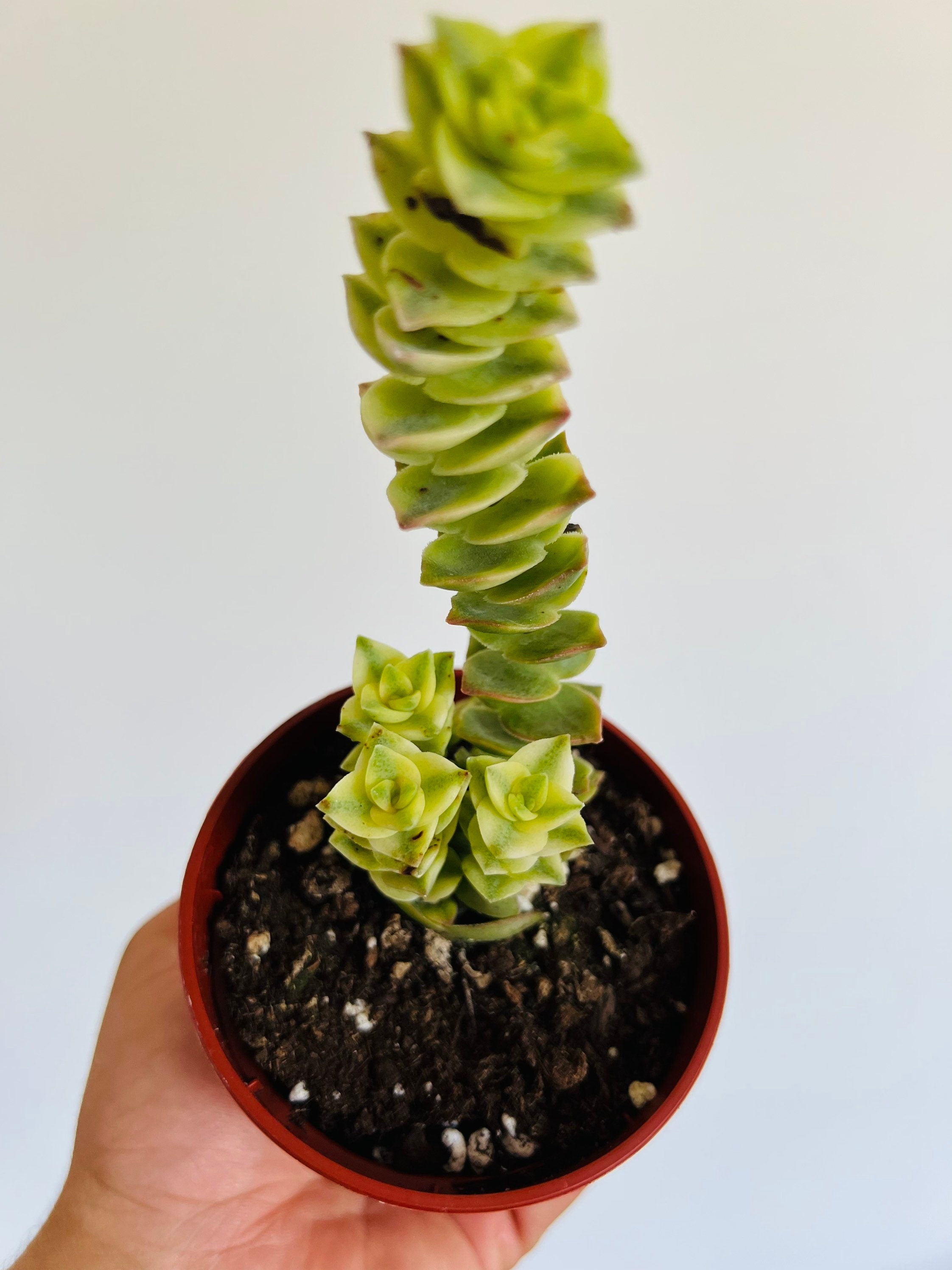 Variegated String of Buttons - Crassula Perforata - 4