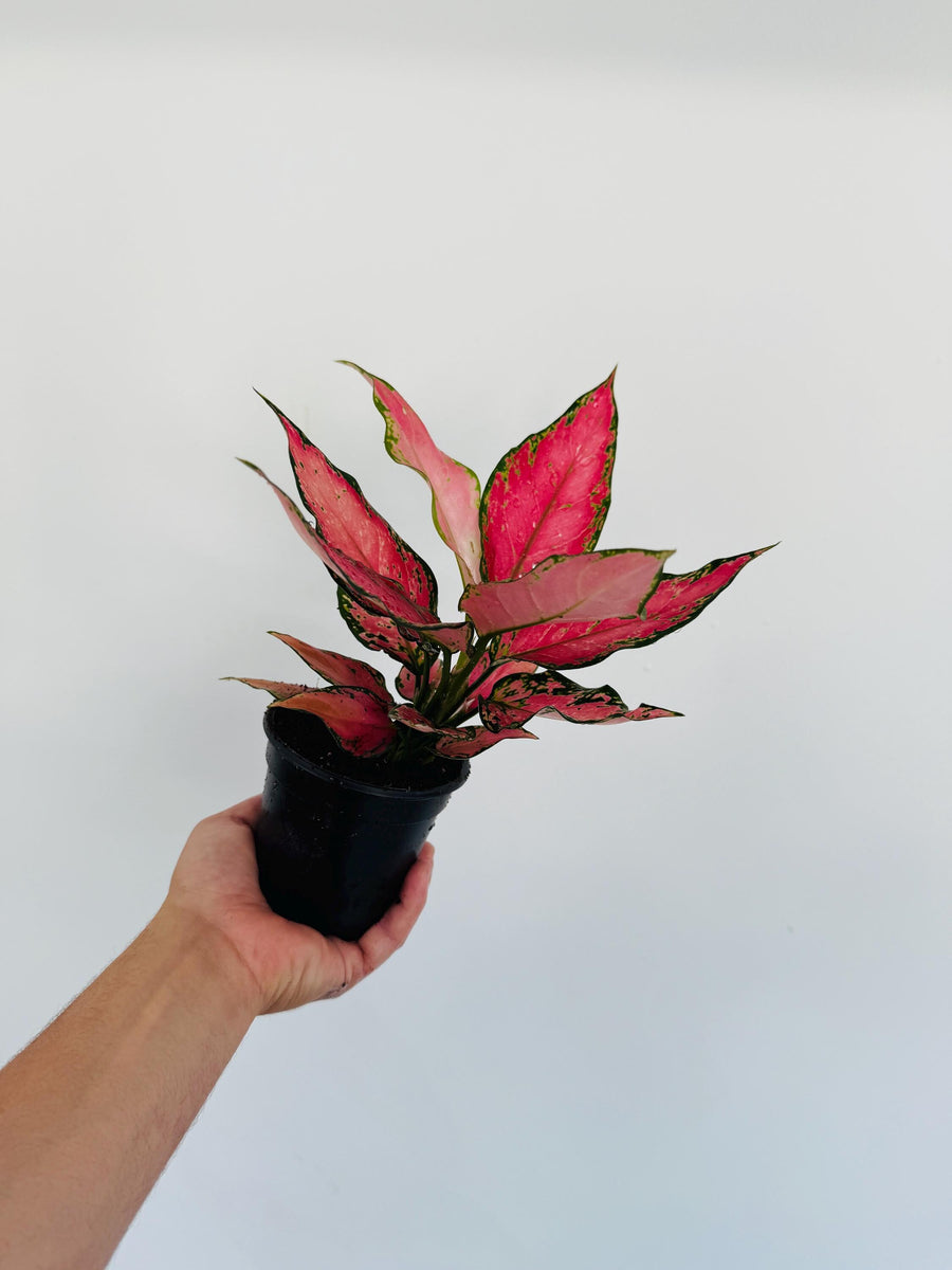 red venus aglaonema Aglaonema Venus